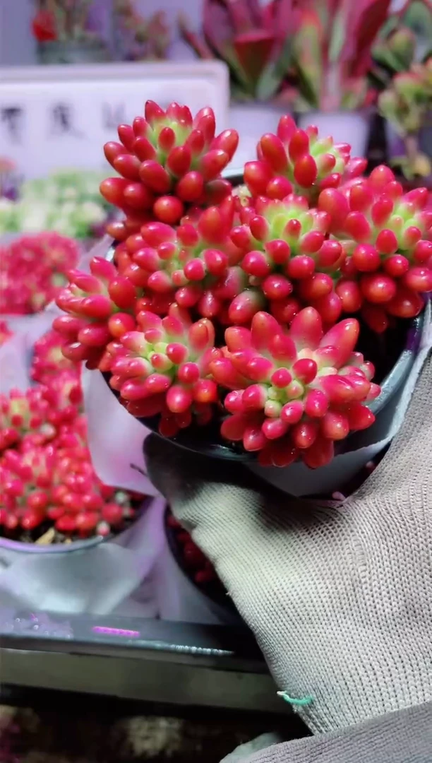 【闪购商品】圆盆虹之玉