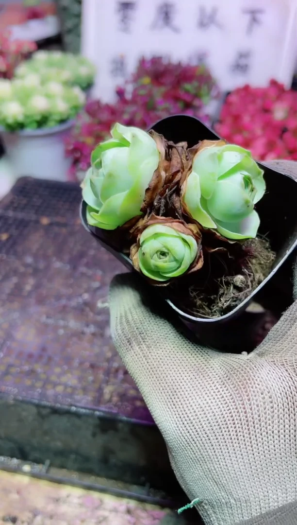 【闪购商品】小红帽玫瑰