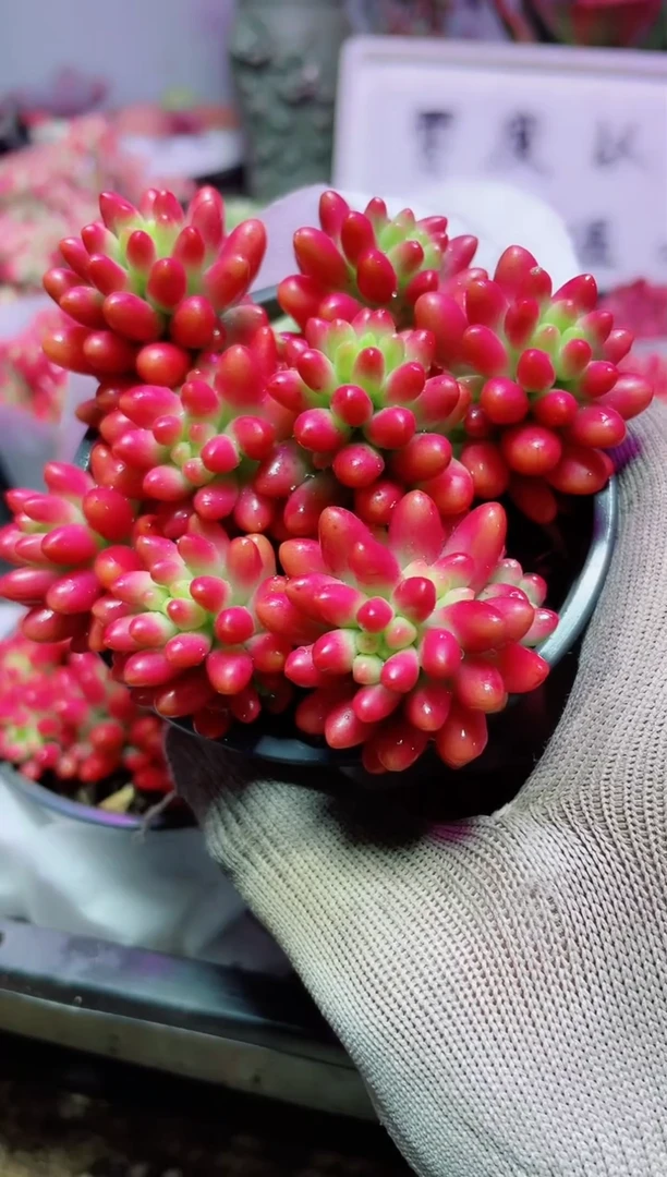 【闪购商品】圆盆虹之玉