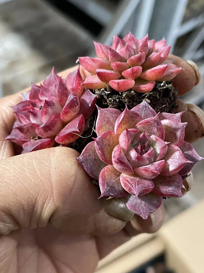 穴盘海螺 [凑单满18元发货] 多肉植物