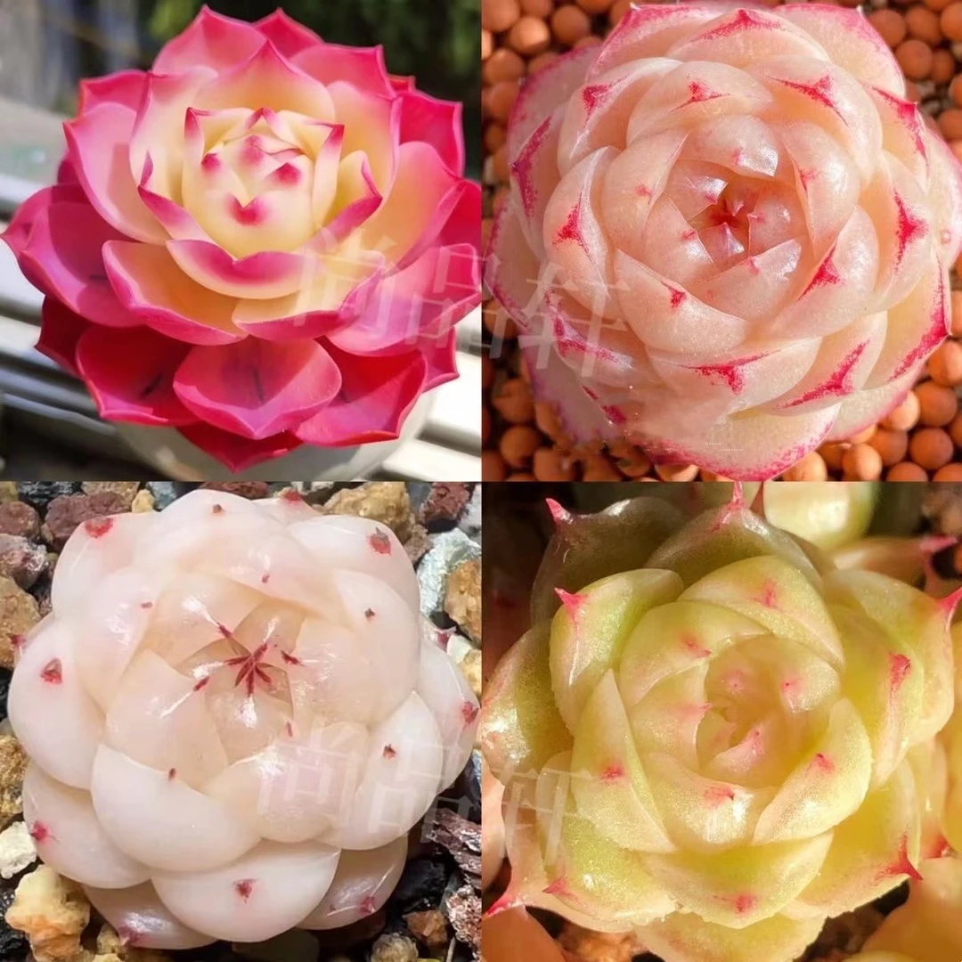 拇指盆女王玫瑰【全店凑单满18元发货】多肉植物