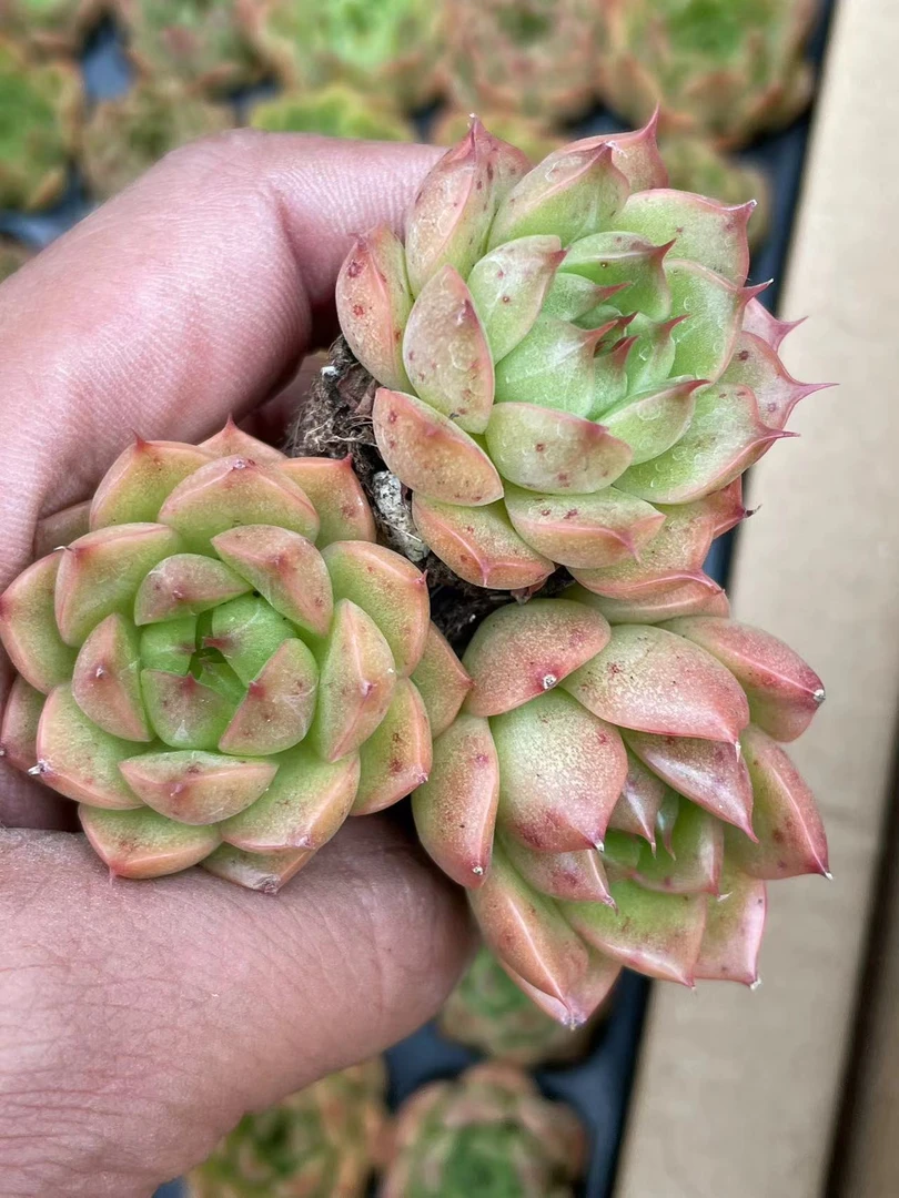 穴盘海梦3米5颗【全店凑单满18元发货】多肉植物