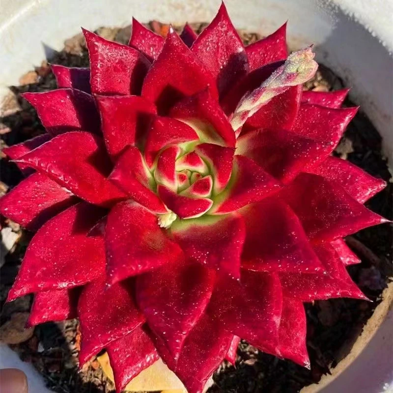 安吉拉 [全店凑单满18元发货] 多肉植物