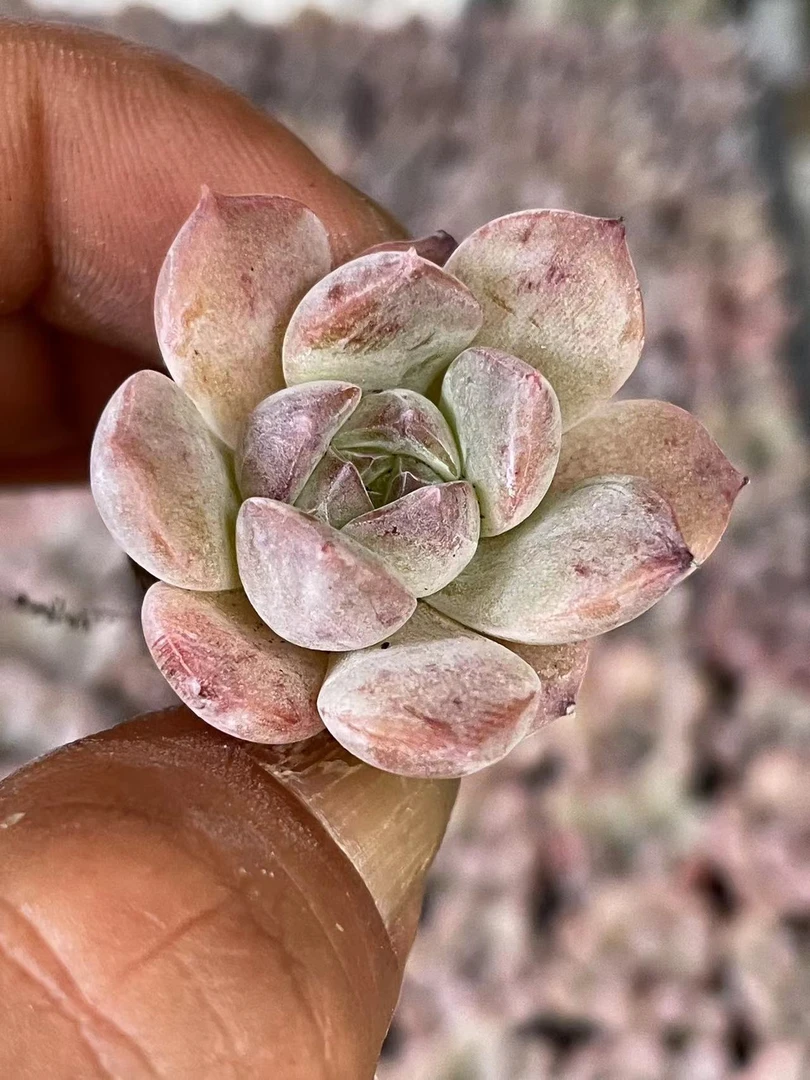 穴盘冰沙2米3颗【全店凑单满18元发货】多肉植物