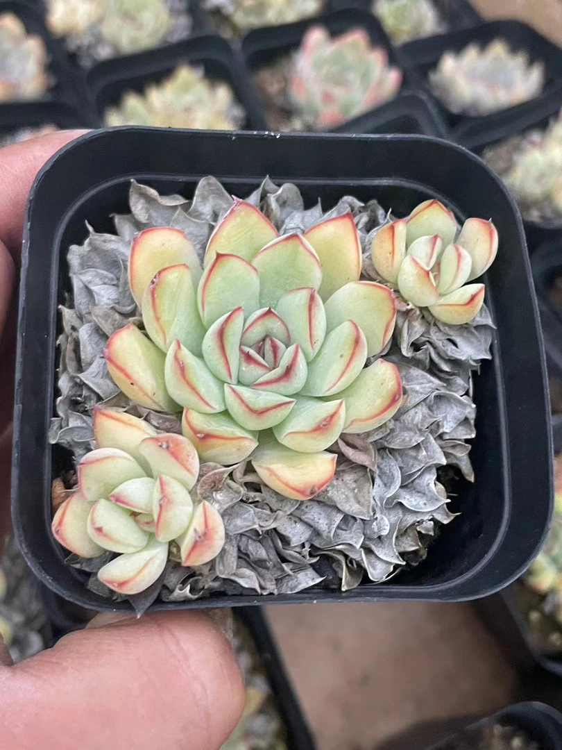 黑方月影杂 [全店凑满18元发货] 多肉植物