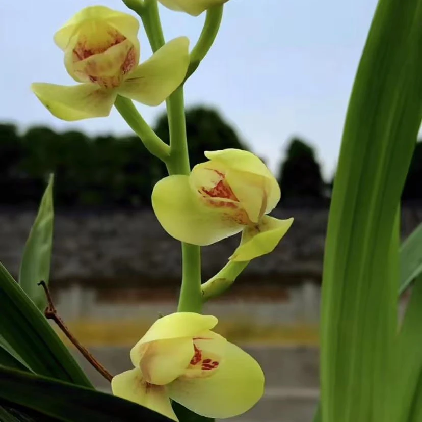 四季兰黄花荷瓣 5-11月开花 多次 清香大花 新手好养