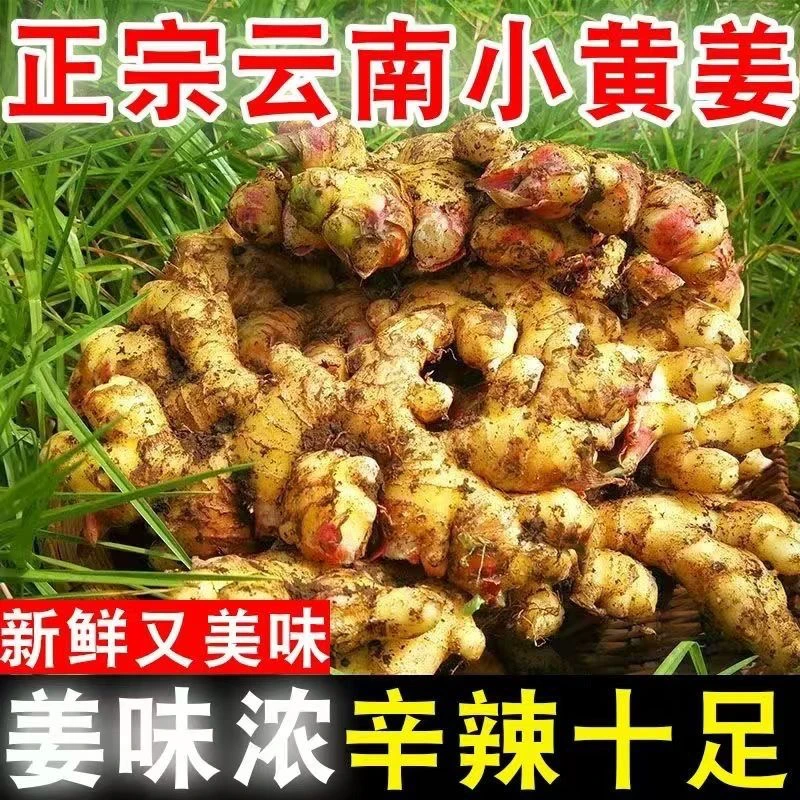 正宗云南小黄姜新鲜现挖不洗水产地现挖直发够辣浓郁原产姜