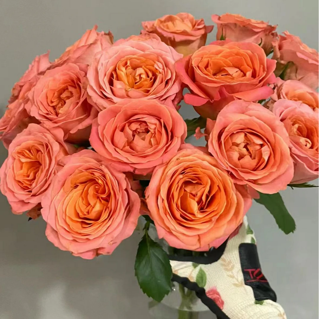 【精致香妃】10枝 香味浓郁橙粉 大花头 北方玫瑰产地 顺丰包邮