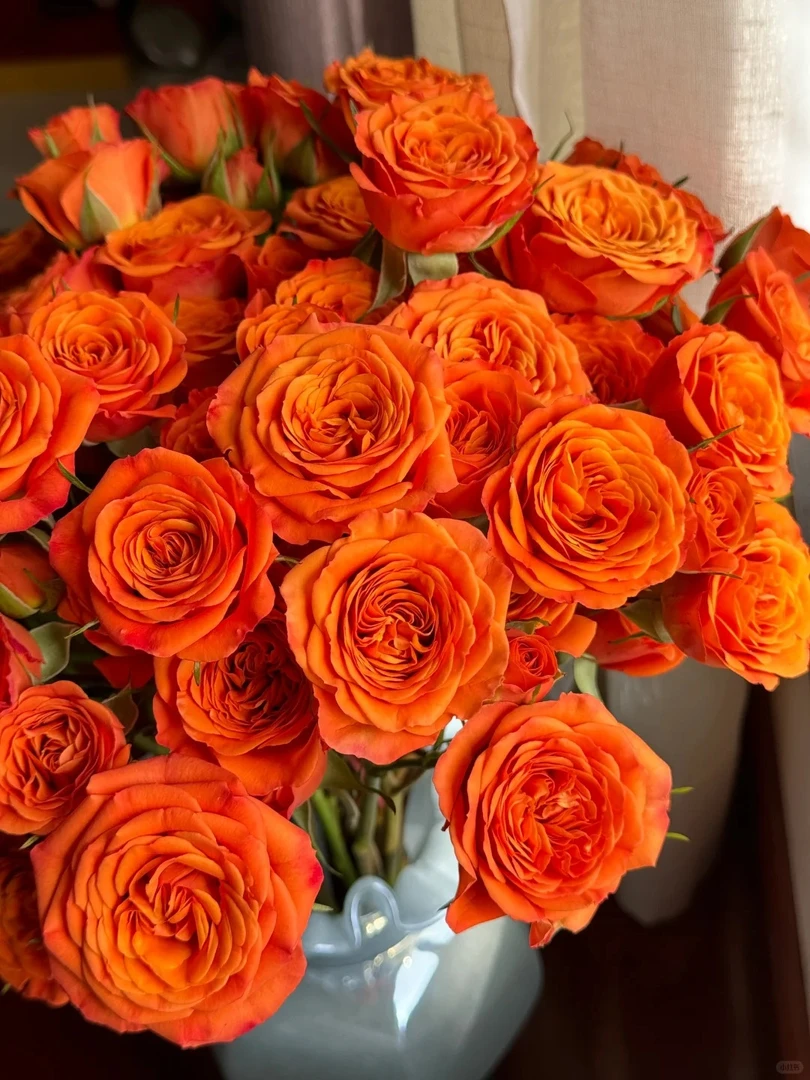 【北方玫小朵玫瑰&橙芭比】北方玫瑰花期持久 两单顺丰包邮