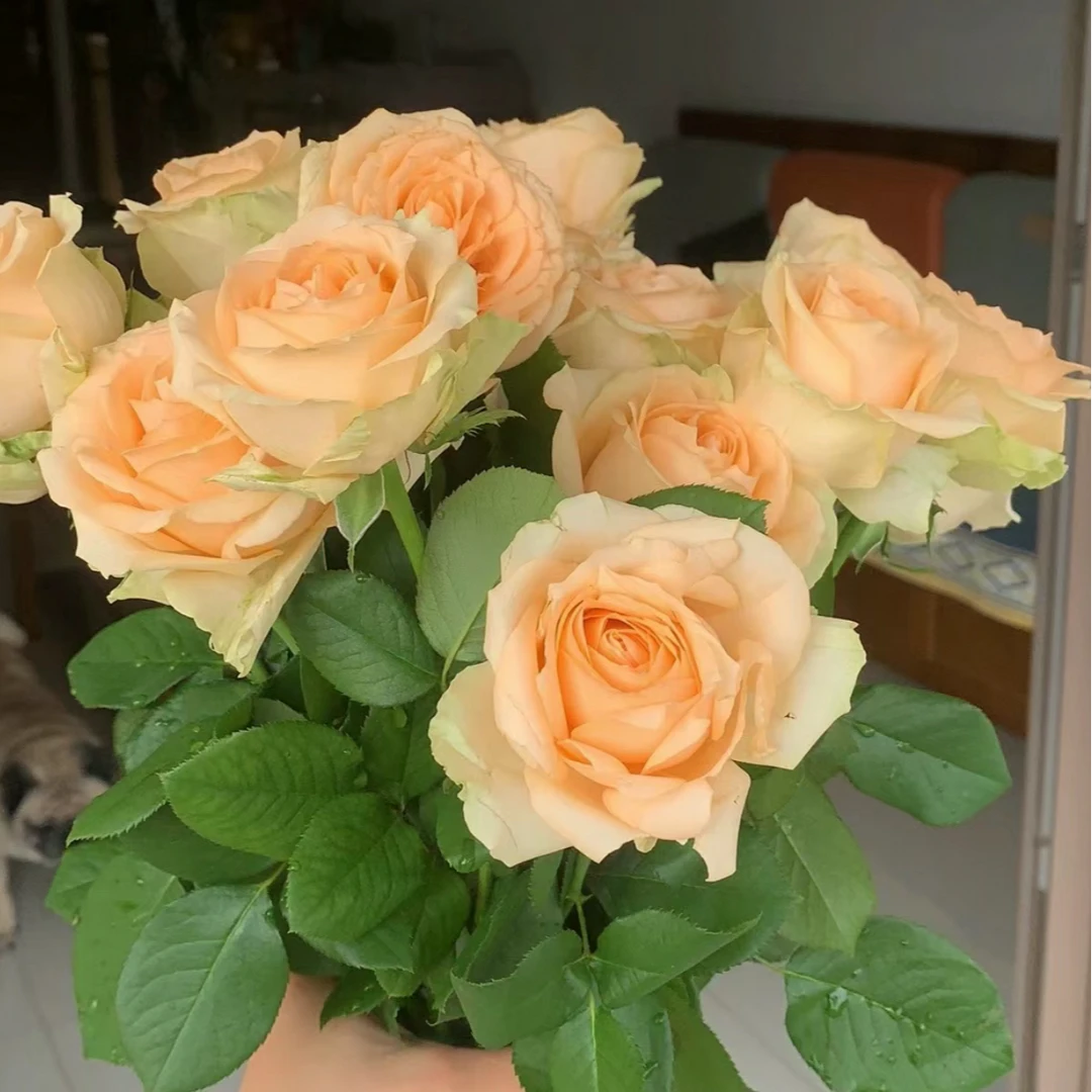 【北方玫瑰&香槟&果汁】昼夜温差大花期更持久 现采现发顺丰包邮