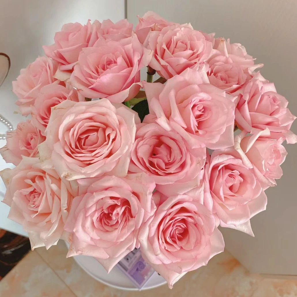 【梦雪玫瑰】10枝梦幻嫩粉（火奴鲁鲁）北方玫瑰直发