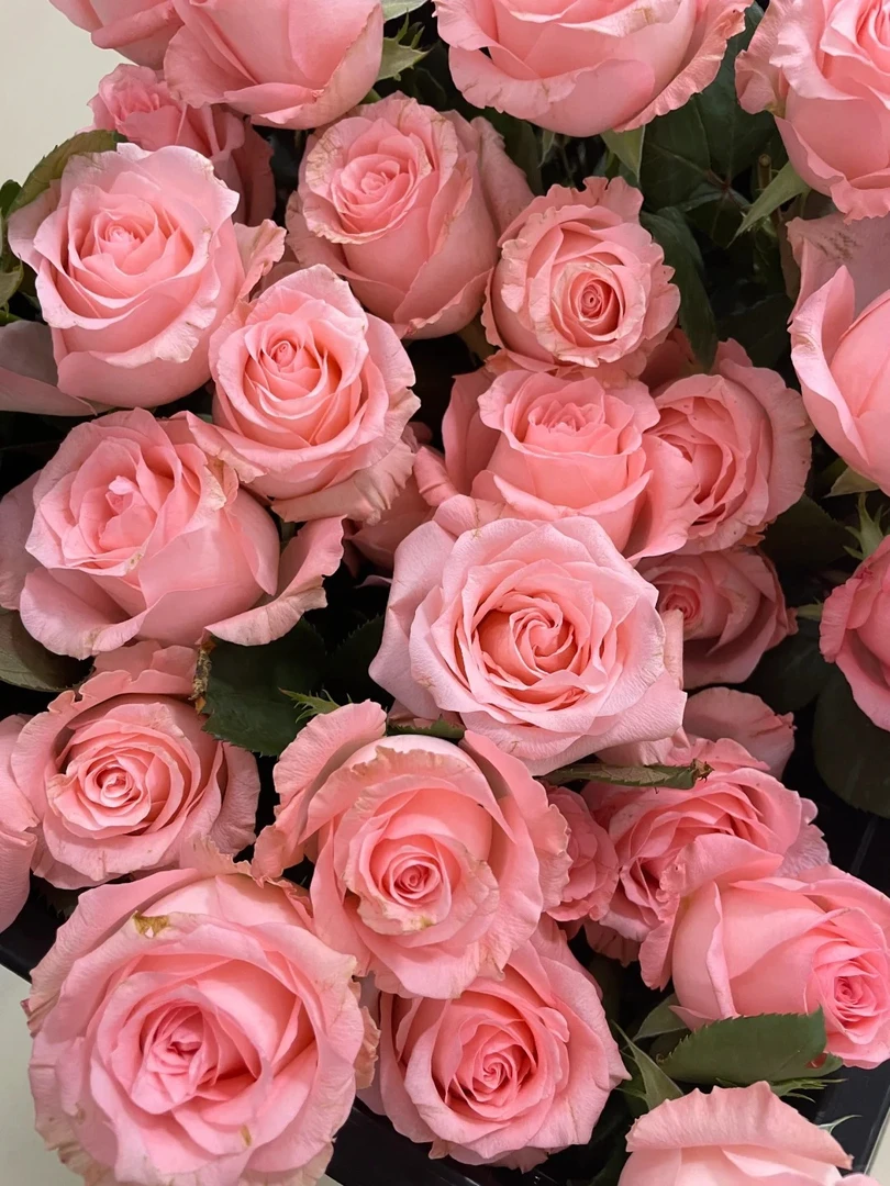 【北方玫瑰&戴安娜】昼夜温差大花期更持久 现采现发顺丰包邮