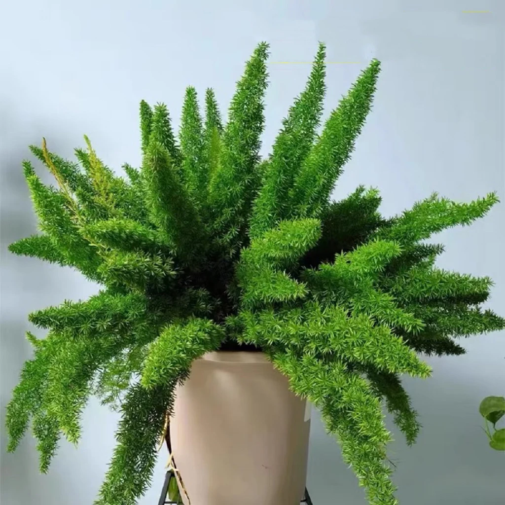 羽夕羽夕精选狐尾盆栽庭院花园花镜植物室内阳台观叶绿植