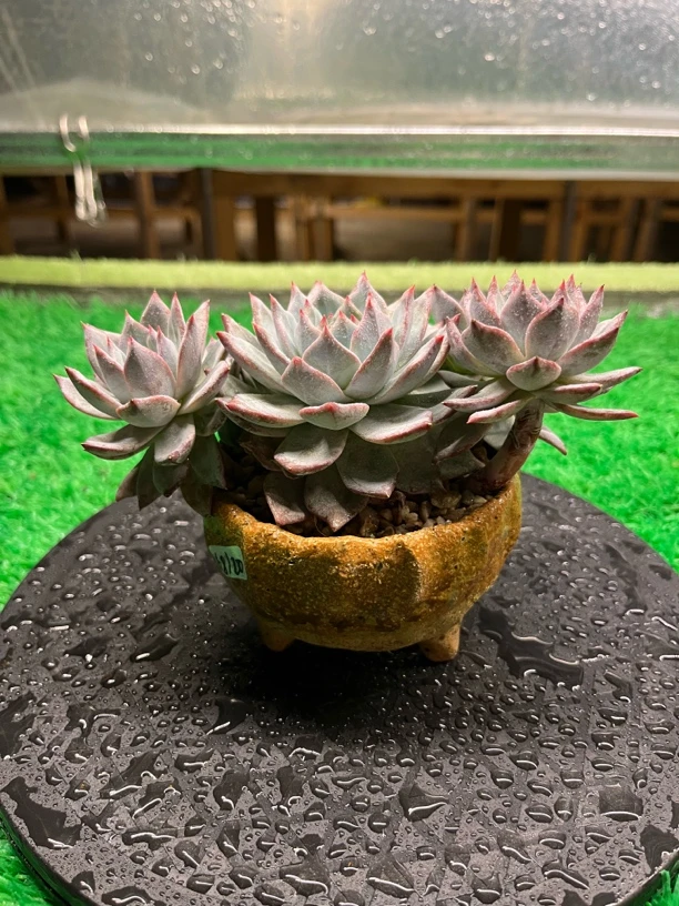 粉蓝鸟有砍多肉植物 一物一拍不退换 精品多肉美观庭院简单