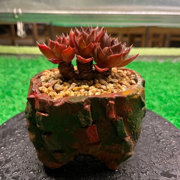 黑王子 多肉植物 一物一拍不退换 精品多肉美观庭院简单