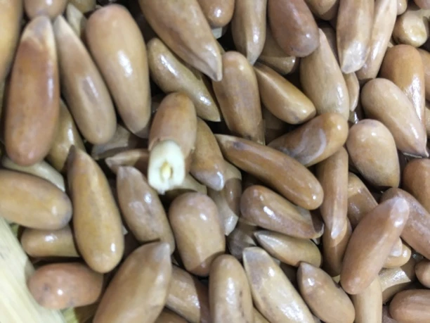 新货巴西松子大颗粒手剥坚果原味营养零食