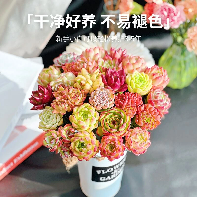 多肉花束懒人必备新手晚上无土鲜活