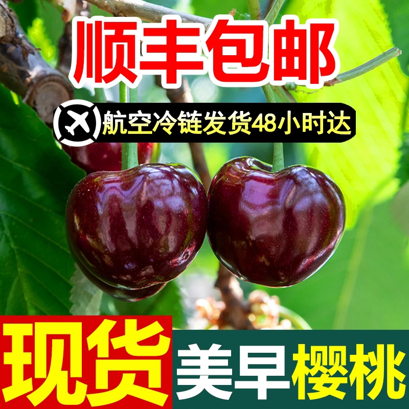 【顺丰包邮】山东美早大樱桃新鲜水果脆甜1-5斤