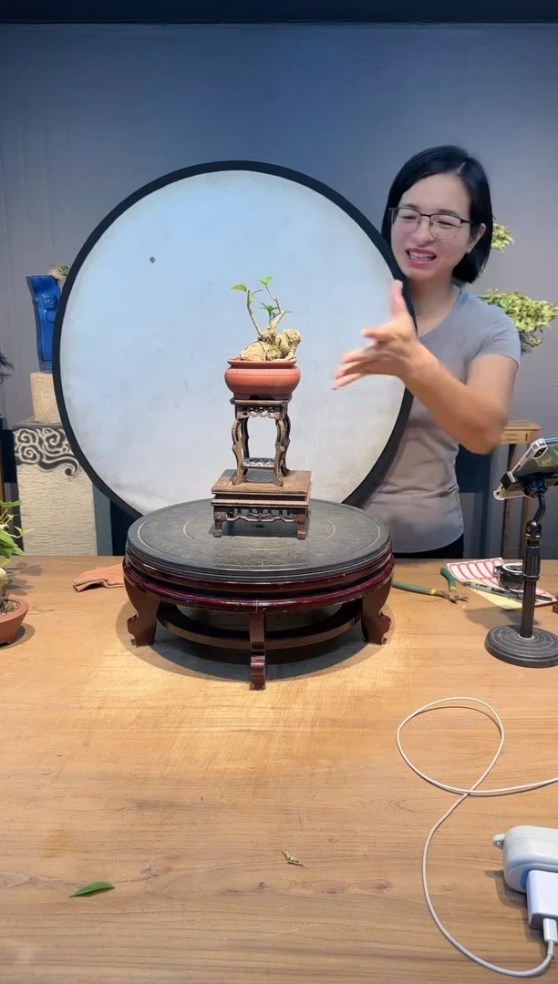 【闪购商品】青空   光叶紫