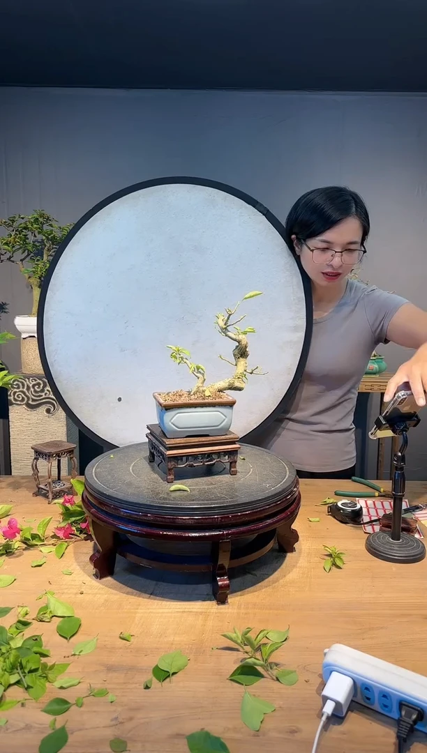 【闪购商品】6736 小叶紫