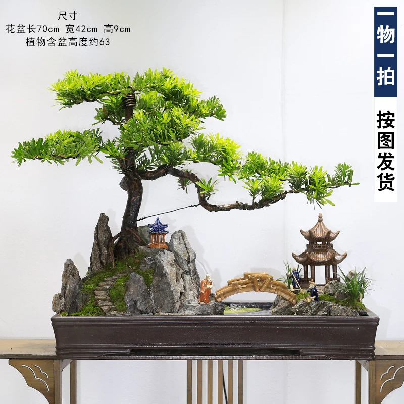 大型罗汉松盆景植物造型老桩迎客松树室内办公室玄关盆栽绿植