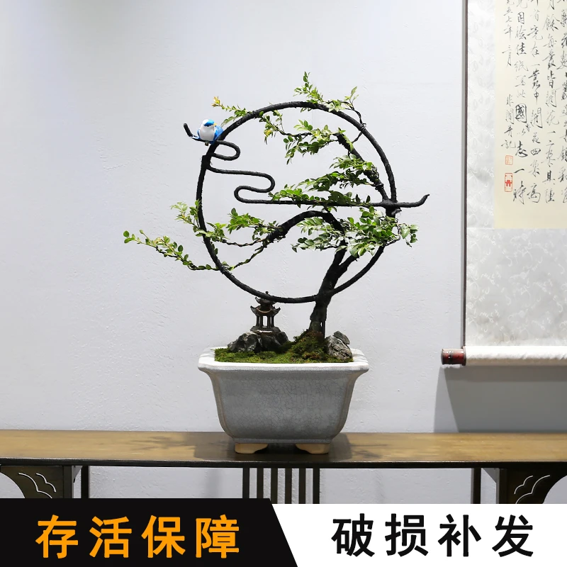 祥云小叶紫檀黑骨茶盆景造型植物室内客厅办公室书房绿植桌面盆栽