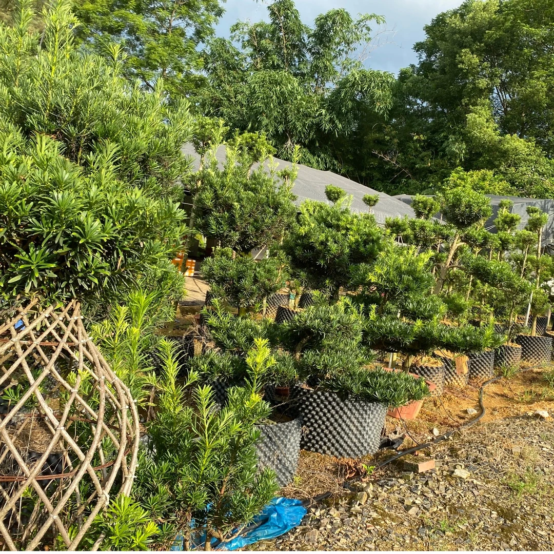 【小黎苗木】【高价】专属链接 一物一拍 各种品类罗汉松 【抖】