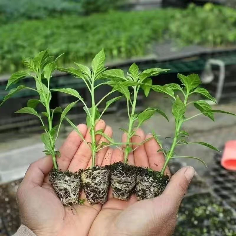 10颗早熟高产辣椒苗 薄皮椒苗