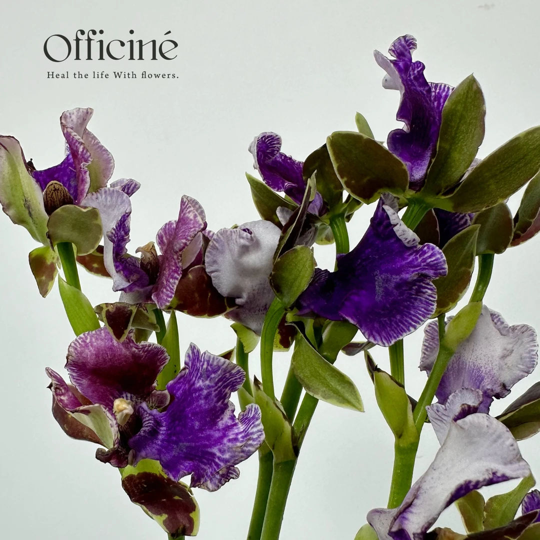 紫香兰Officine美好花市基地直采鲜切花