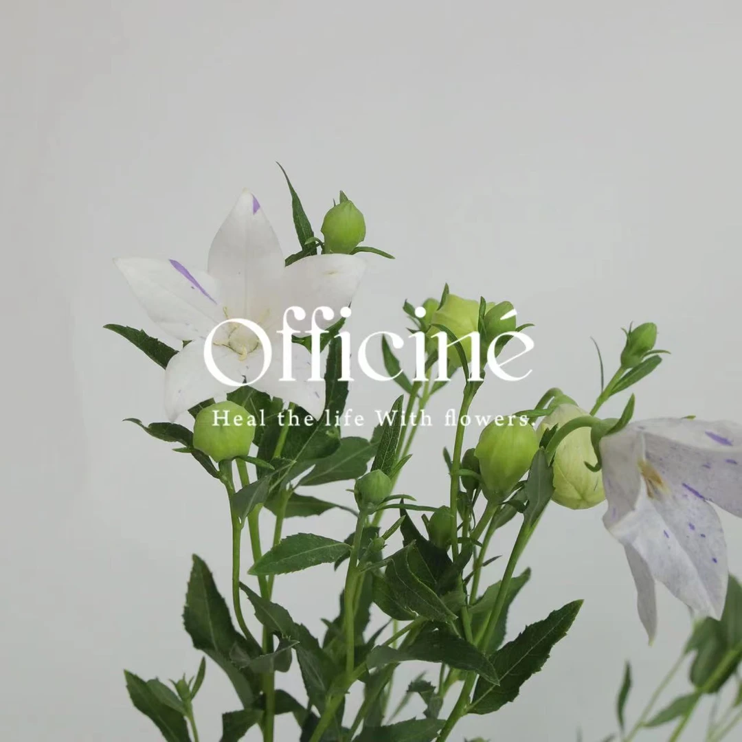 中国桔梗 白色 Officine美好花市基地直采鲜切花顺丰空运