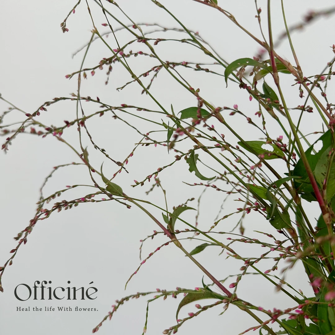 野粉廖 Officine美好花市基地直采鲜切花云南直发顺丰空运