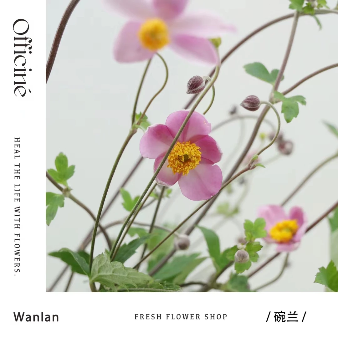 【五件起包邮】碗兰 Officine美好花市基地直采鲜切花云南直发