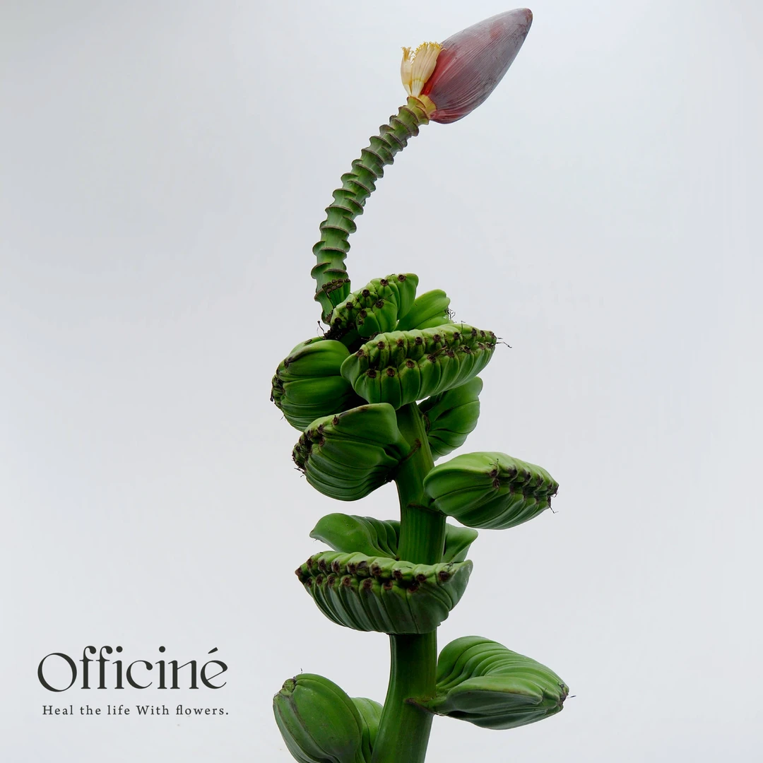 【单件包邮】合手蕉Officine美好花市基地直采鲜切花云南直发