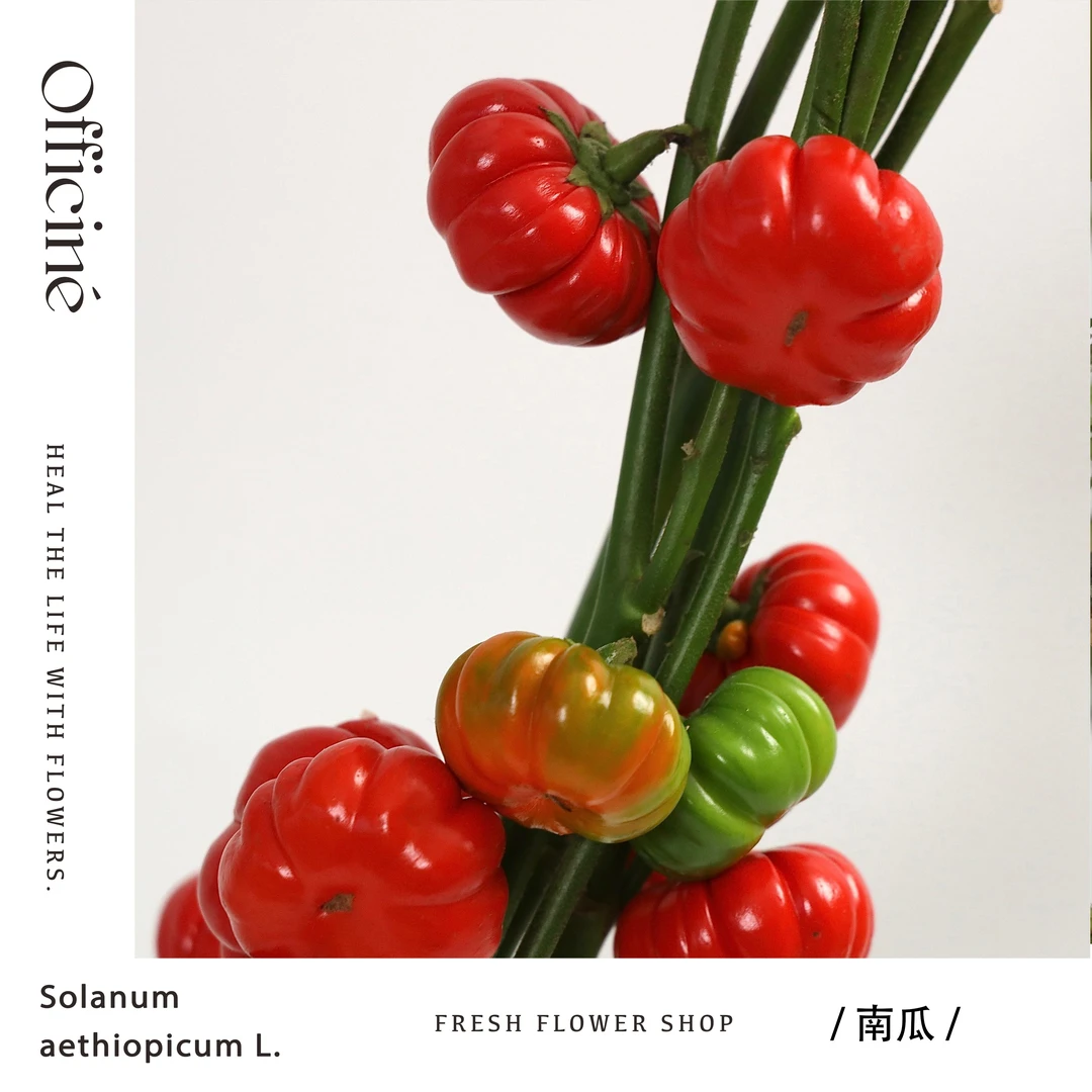 小南瓜  Officine美好花市基地直采鲜切花云南直发顺丰空运