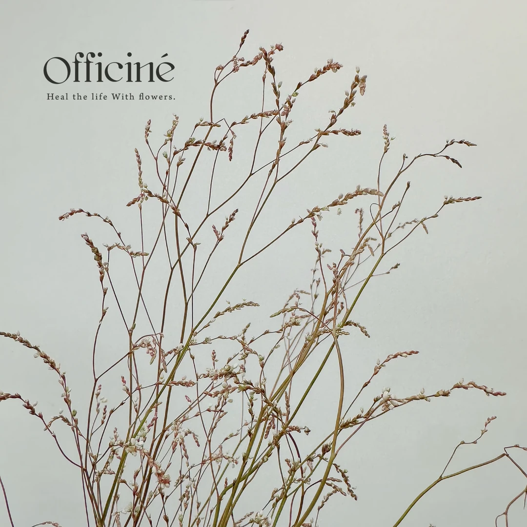 【五件起包邮】甜心草 Officine美好花市基地直采鲜花云南直发