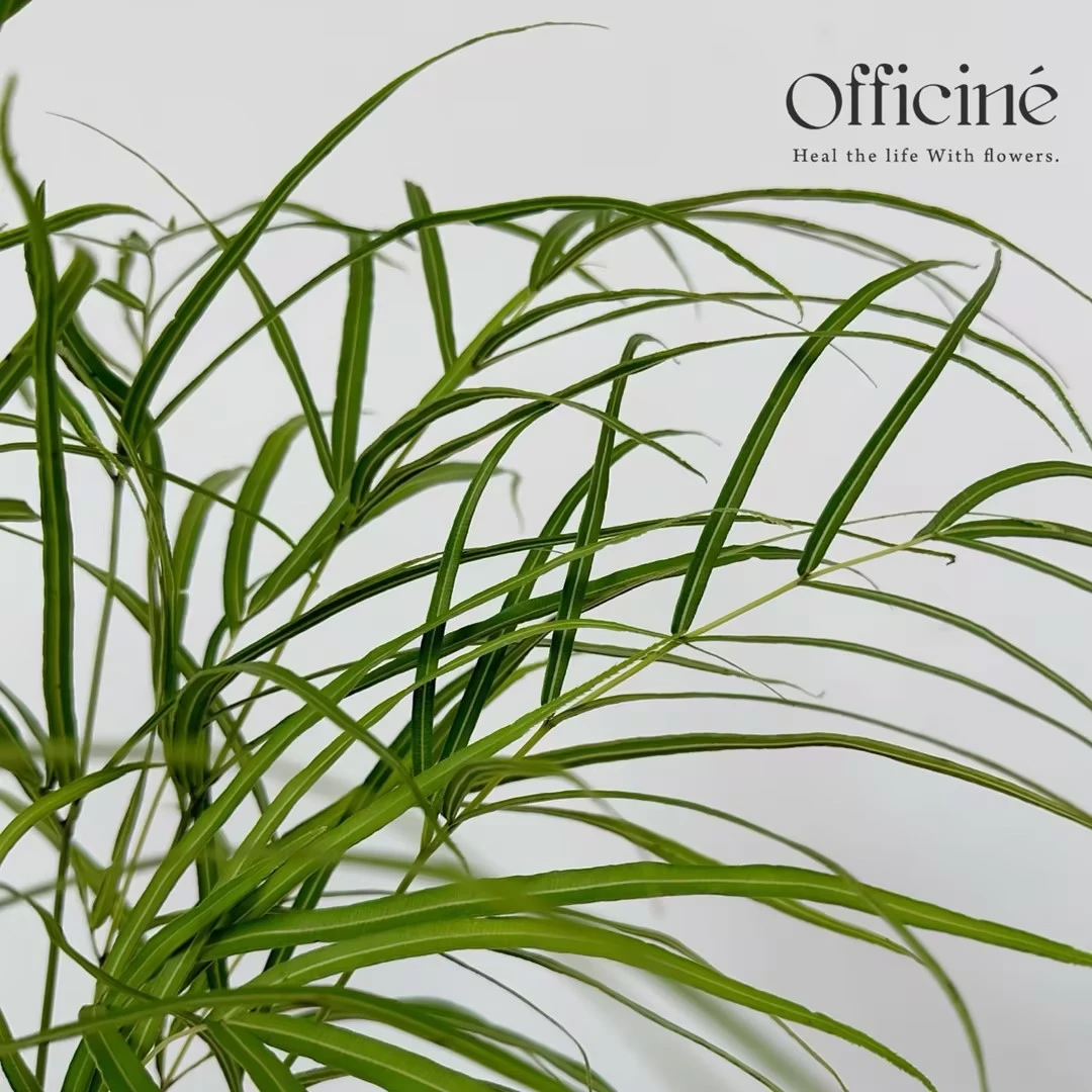 【五件起包邮】凤尾草 Officine美好花市基地直采鲜切花