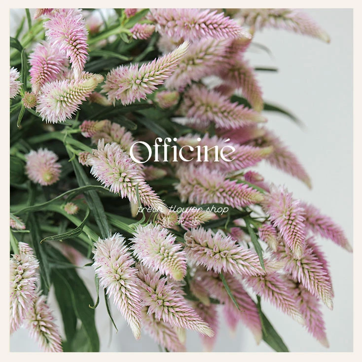 【五件起包邮】多头 凤尾粉色 Officine美好花市基地直采鲜切花