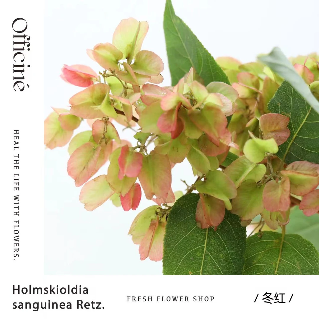 【五件起包邮】冬红 Officine美好花市基地直采鲜切花