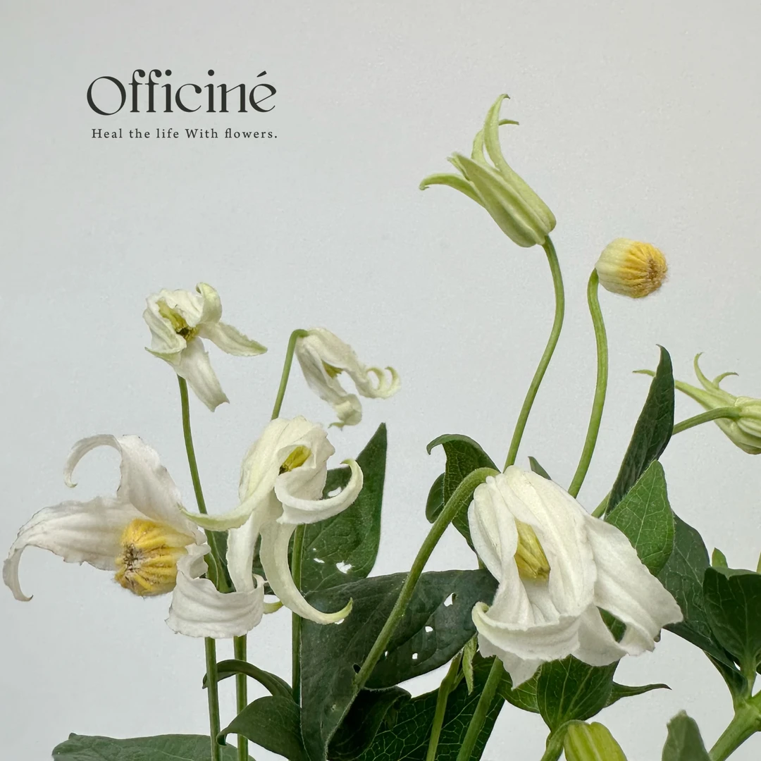 【五件起包邮】铃铛铁线莲 白色Officine美好花市基地直采鲜切花