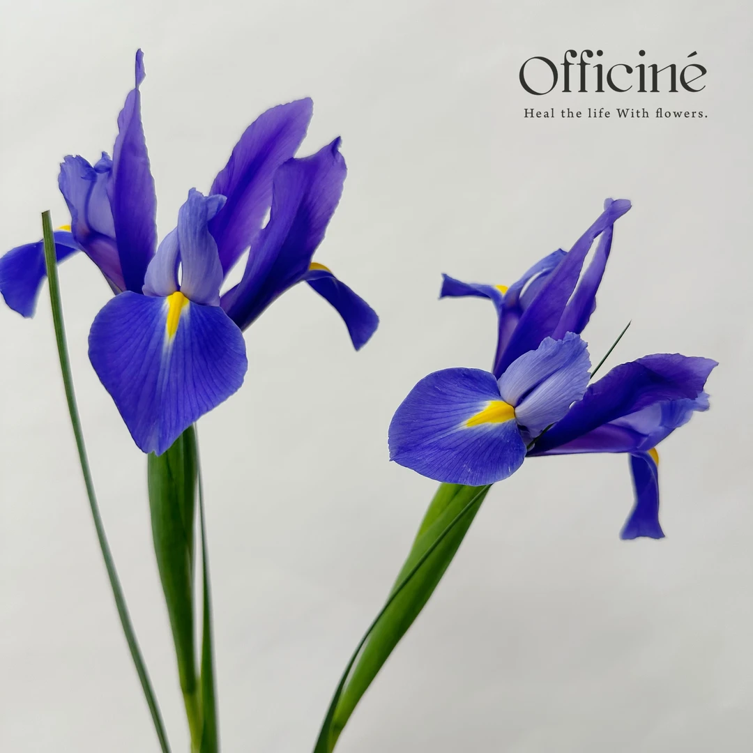 鸢尾 紫色 Officine美好花市基地直采鲜切花顺丰空运