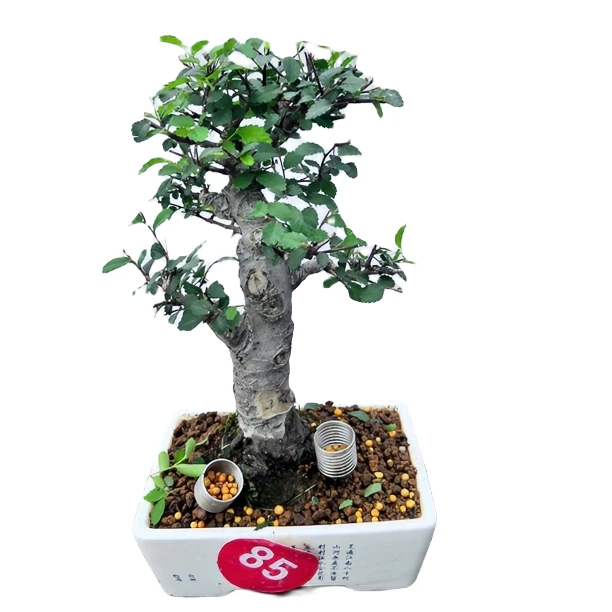 榆树盆景大树型大根盘多年生老桩老盆口造型美观