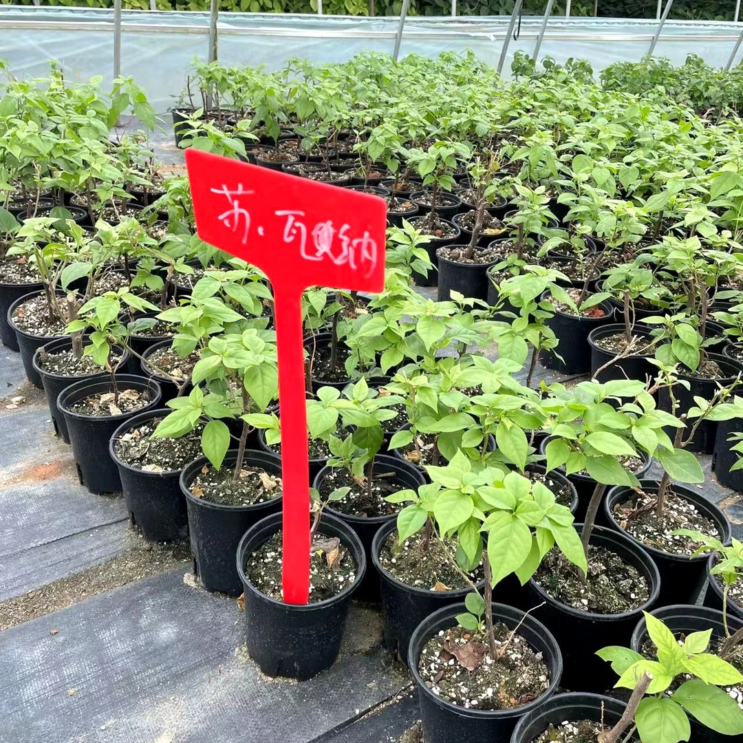 苏瓦娜【0.5小盆】三角梅盆栽带花带盆原土发货直播实物为准