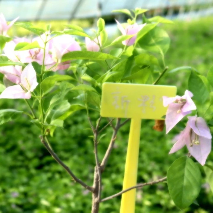 新加坡宫粉【小盆】三角梅盆栽带花带盆原土发货直播实物为准