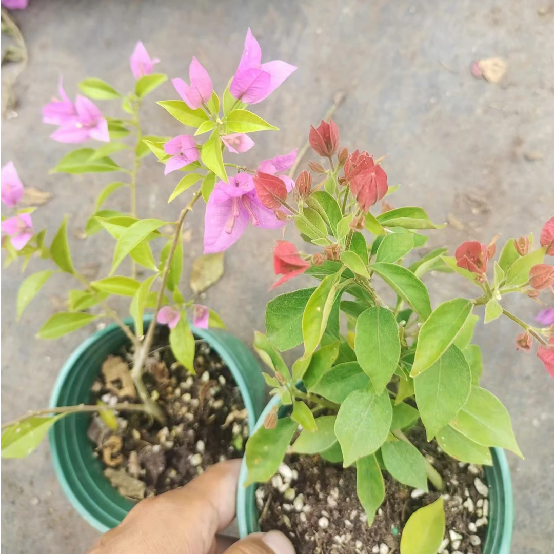 【布里扎+柳叶苹果花】牙签苗没有根无售后客服不在线介意勿拍