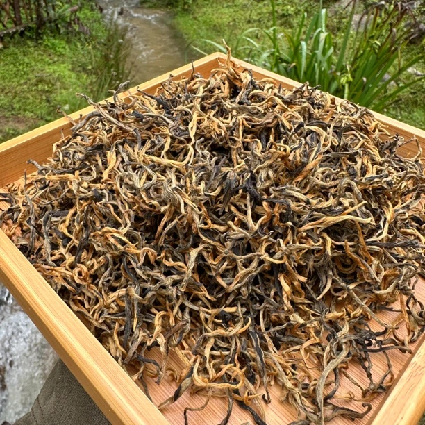 香春芽-2025头春头采 性价比超高