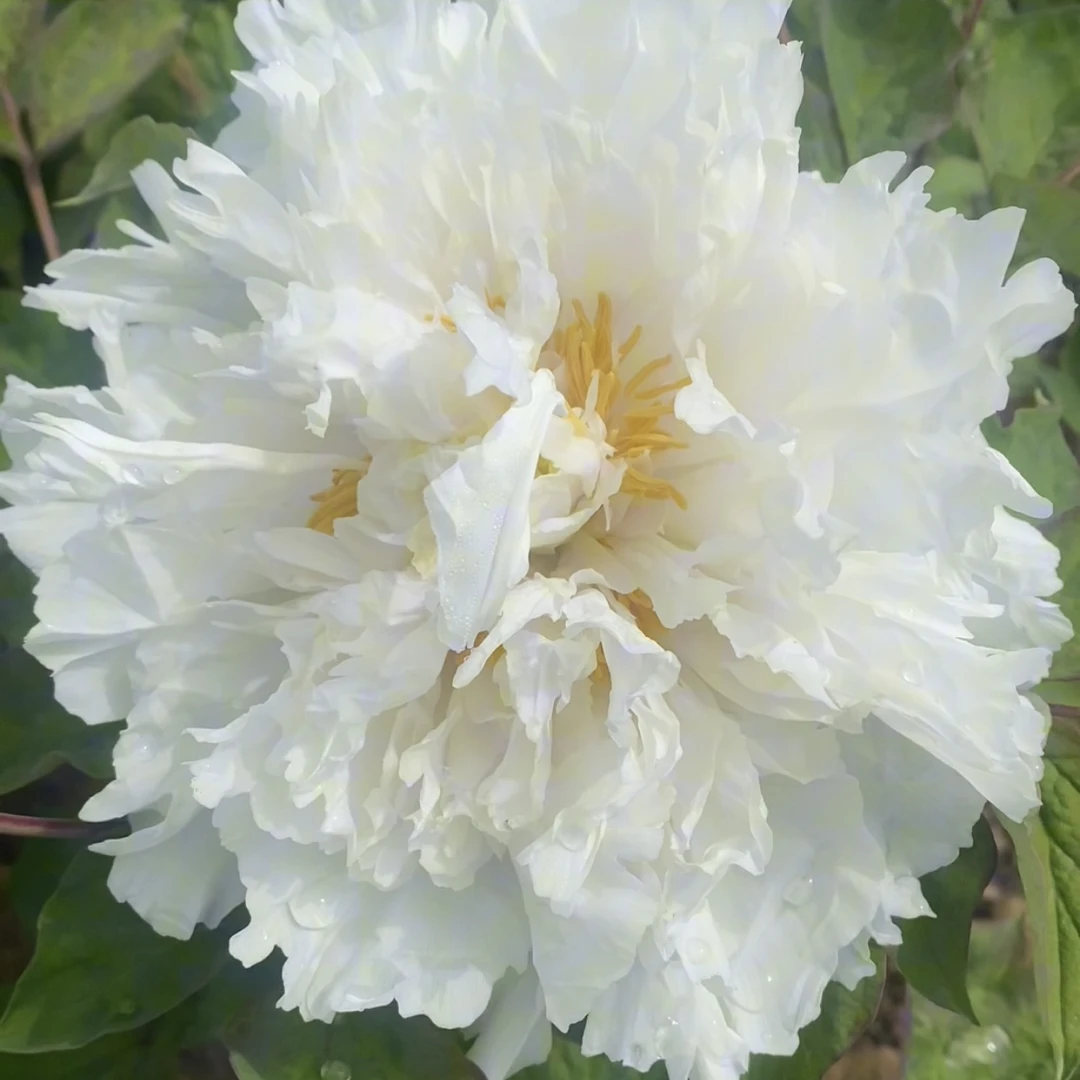 白雪公主  牡丹品种-秋季发苗   农户直销