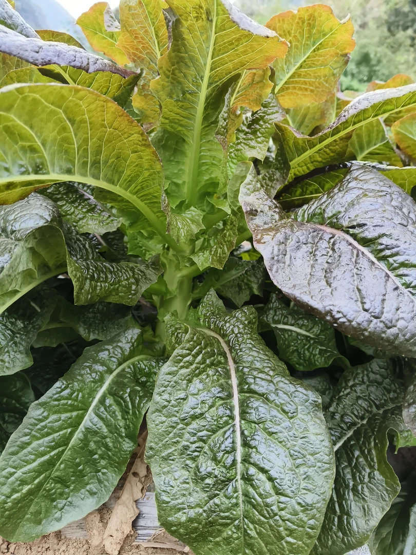精选新鲜蔬菜现砍莴笋农家露天种植莴苣时令蔬菜莴笋新鲜包邮发货