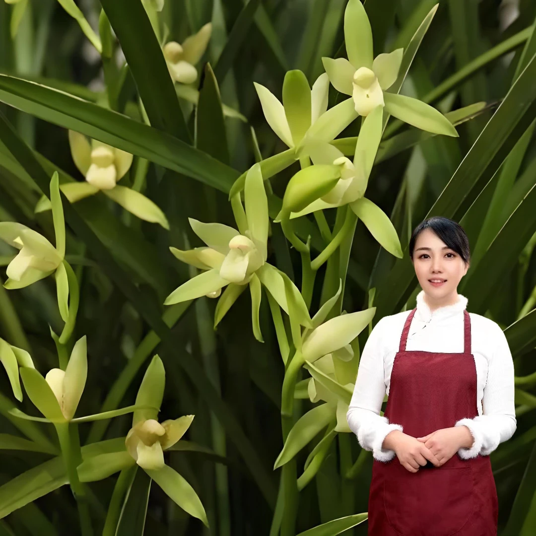 四季兰国色天香带6支花剑起兰场基地直发