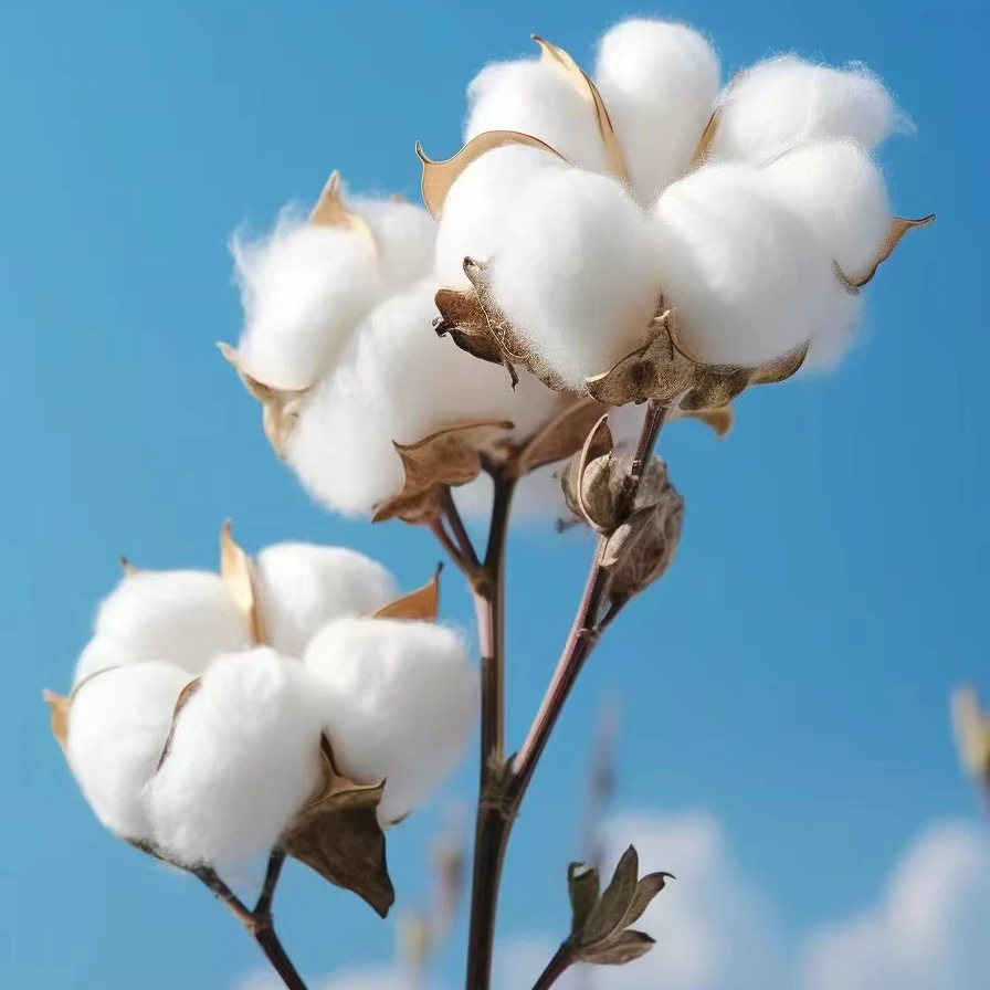 【严选】棉花  云南直发  鲜花云南速递  一单SF包邮