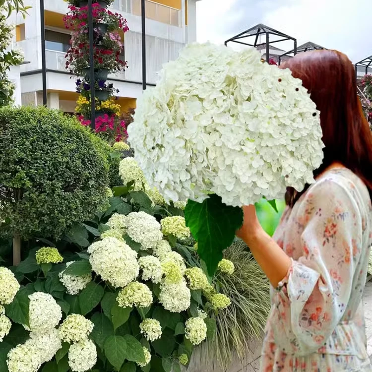 【安娜绣球】云南鲜切花  鲜花云南直发 顺丰包邮